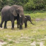 Chobe Full Day Safari from Livingstone Zambia