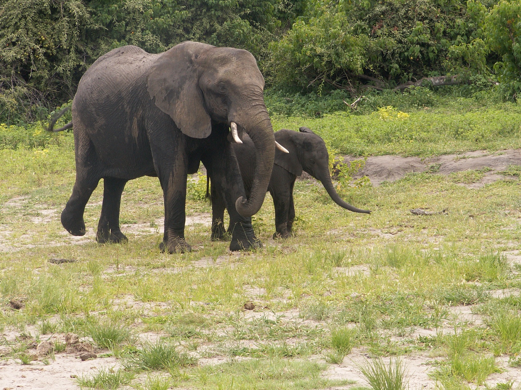 Chobe Full Day Safari from Livingstone Zambia