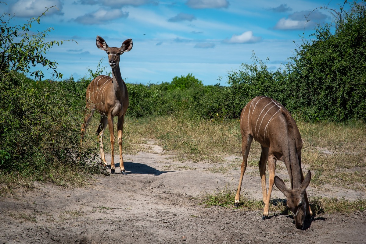 Chobe Full Day Safari