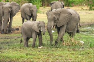 designerpoint elephants 2923917
