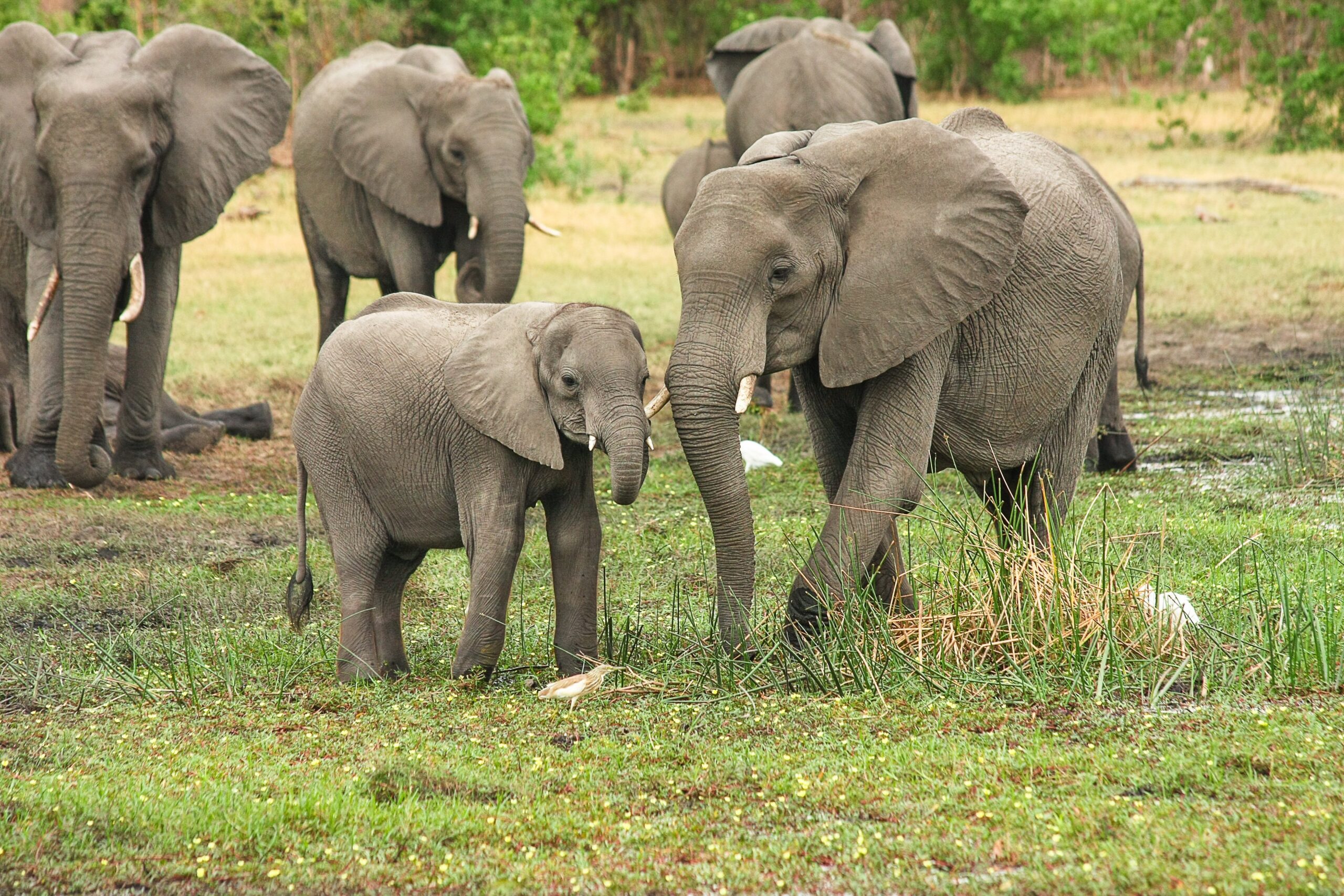 Chobe Full Day Safari